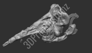 a close up of a human skull 3DPrintCustomz Custom 3D Design